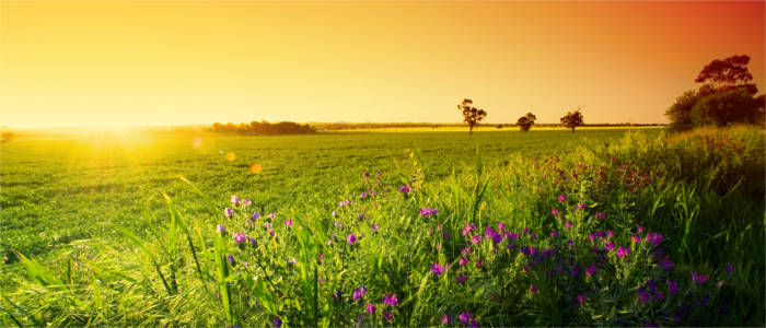 Meadow in the Barossa Valley