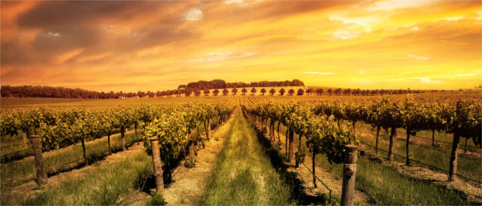 Vine in the Barossa Valley