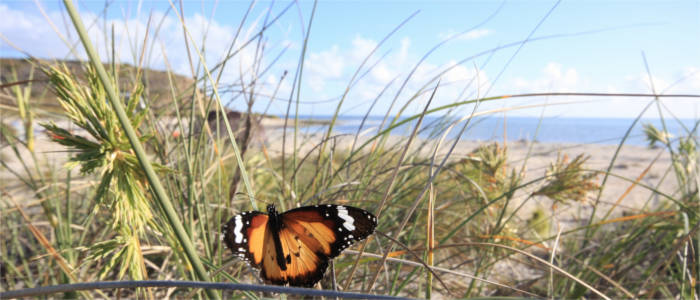 Butterflies at the beach at the Coral Coast