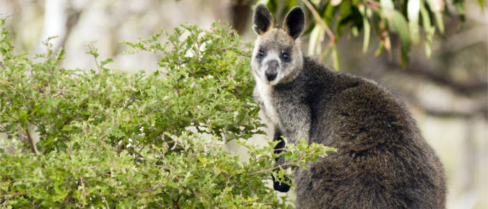 Fauna in the Grampians