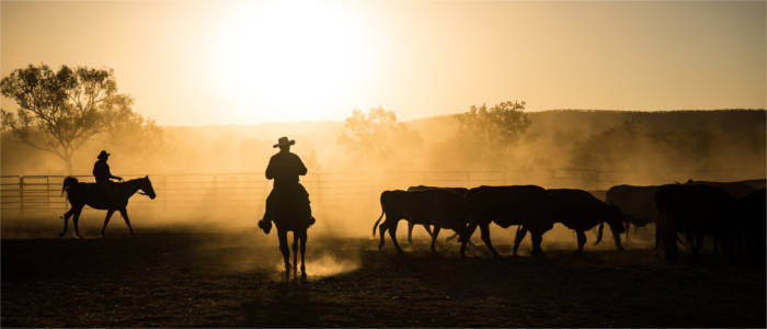 Cattle farming in Kimberley