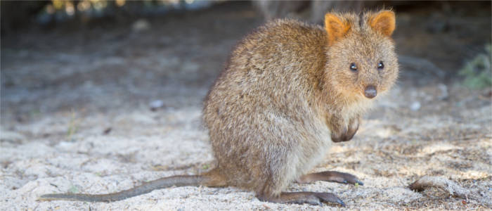 Small marsupial