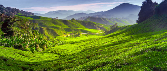 Tea plantation in the Cameron Highlands